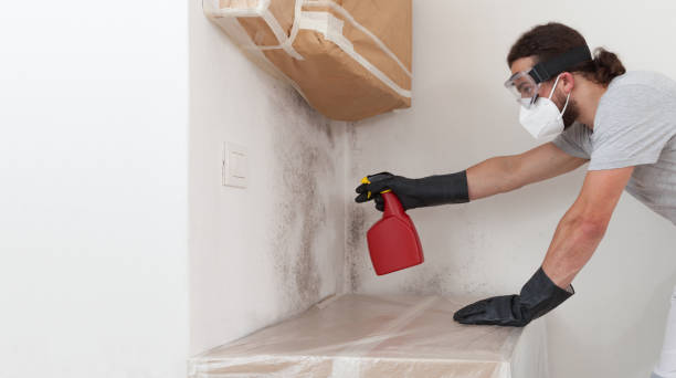 Professional Black Mold Removal technician working in Wilmington, MA