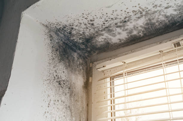 Trusted Crawl Space Mold Removal service in Wilmington, MA - Cheap Mold Removal